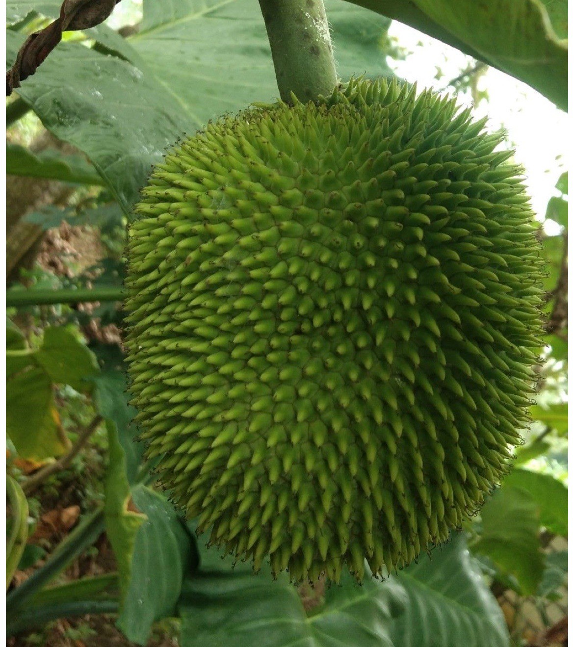 Breadnut (Artocarpus camansi) 10 Seeds Tropical Fruit Tree Rare Kamansi Pana