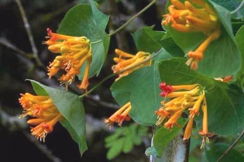 Lonicera ciliosa Orange Honeysuckle 10 seeds
