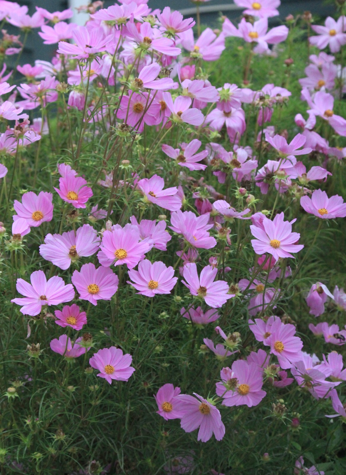 Cosmos 100 SEEDS dwarf bipinnatus / light pink cosmo – Excellent for cut flowers