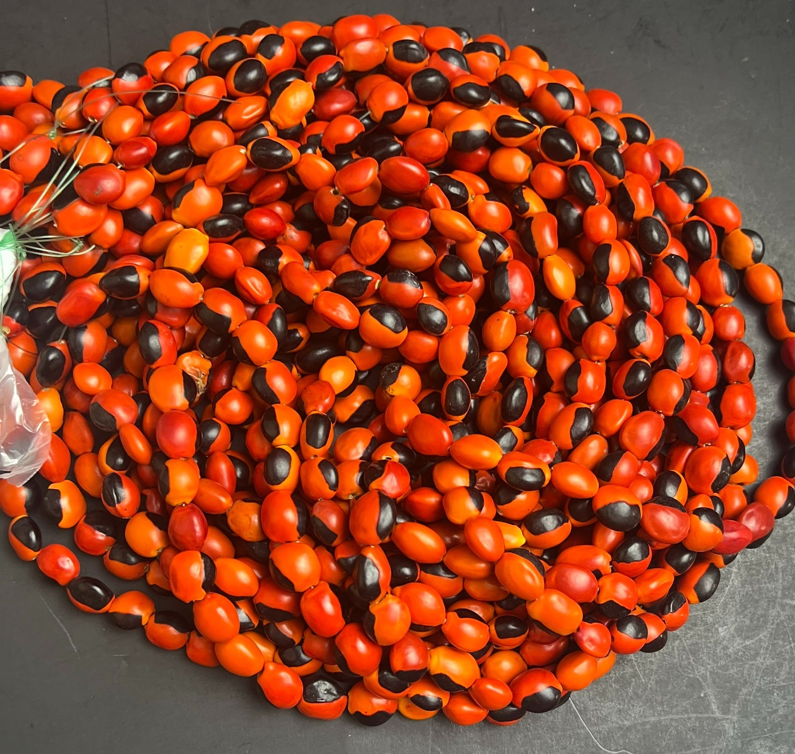 Lot of 100 New Male Huayruro Seeds Red and Black Drilled 1 cm x 1 cm