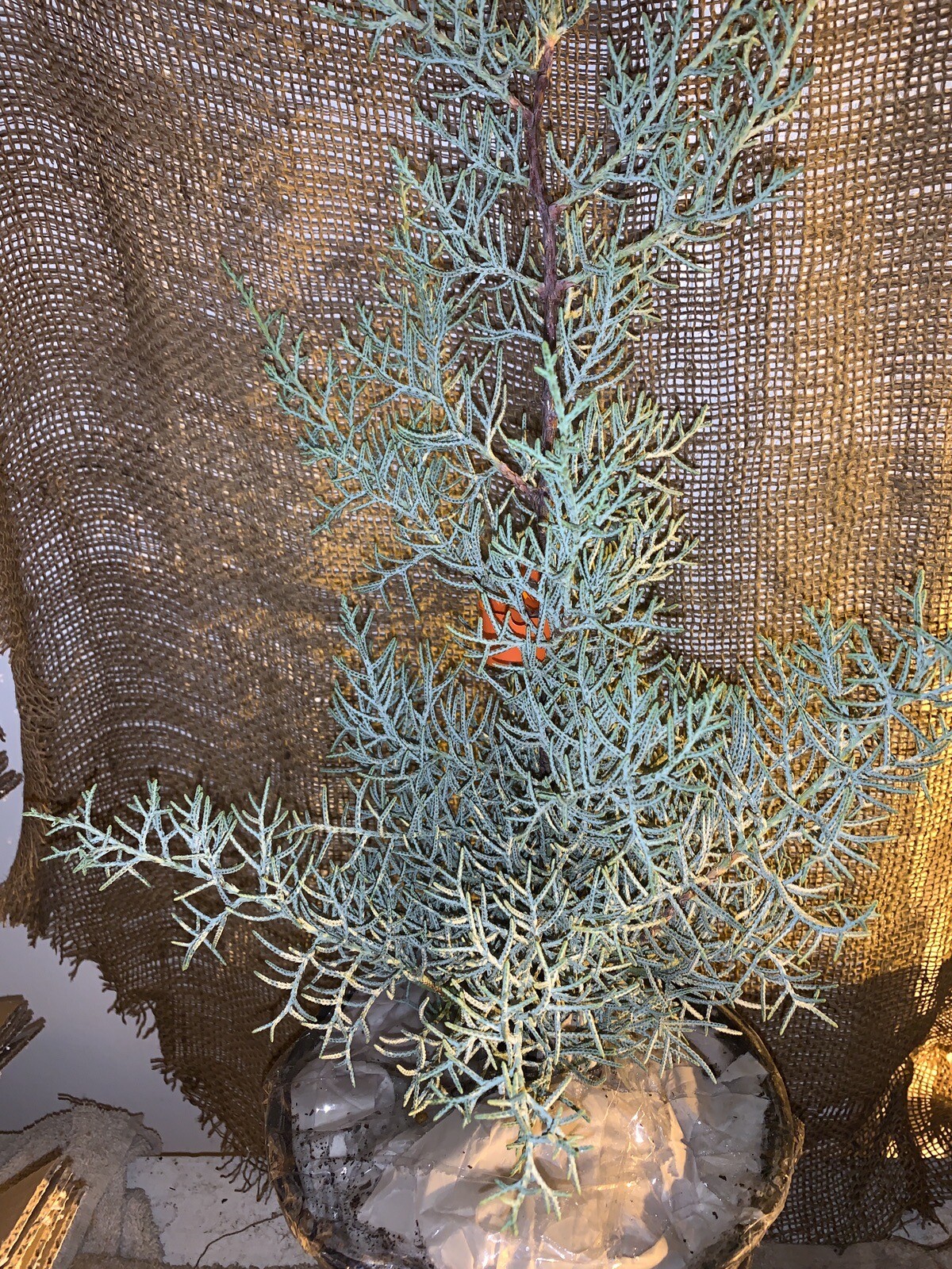 Silver Smoke Arizona Cypress – 1 Gallon Pot size 16-22 inches tall