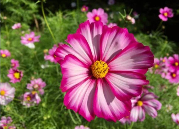 Pink Candy Striped Cosmos Seeds | Red White Paper Daisy Cosmo Flowers Seed 2024