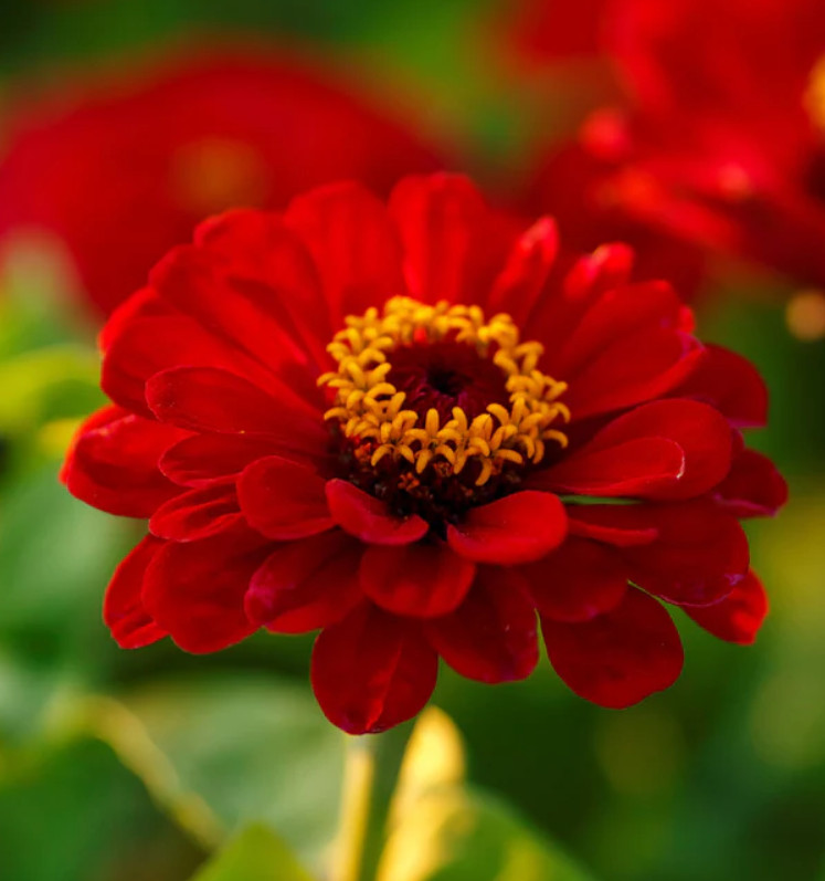 Zinnia Seeds HUMMINGBIRD REDS Bulk Butterflies Love Heirloom Non-GMO 500 Seeds!
