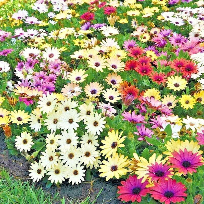 200+AFRICAN DAISY Cineraria Mix Flower Seeds Cape Marigold Drought Tolerant Easy
