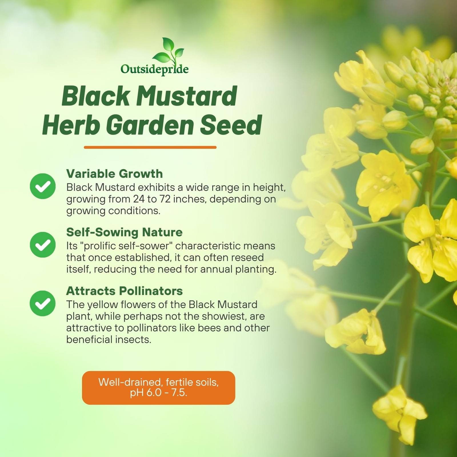 Black Mustard Seeds – 5000 Nutrient-Rich Microgreen Seeds for Easy Planting