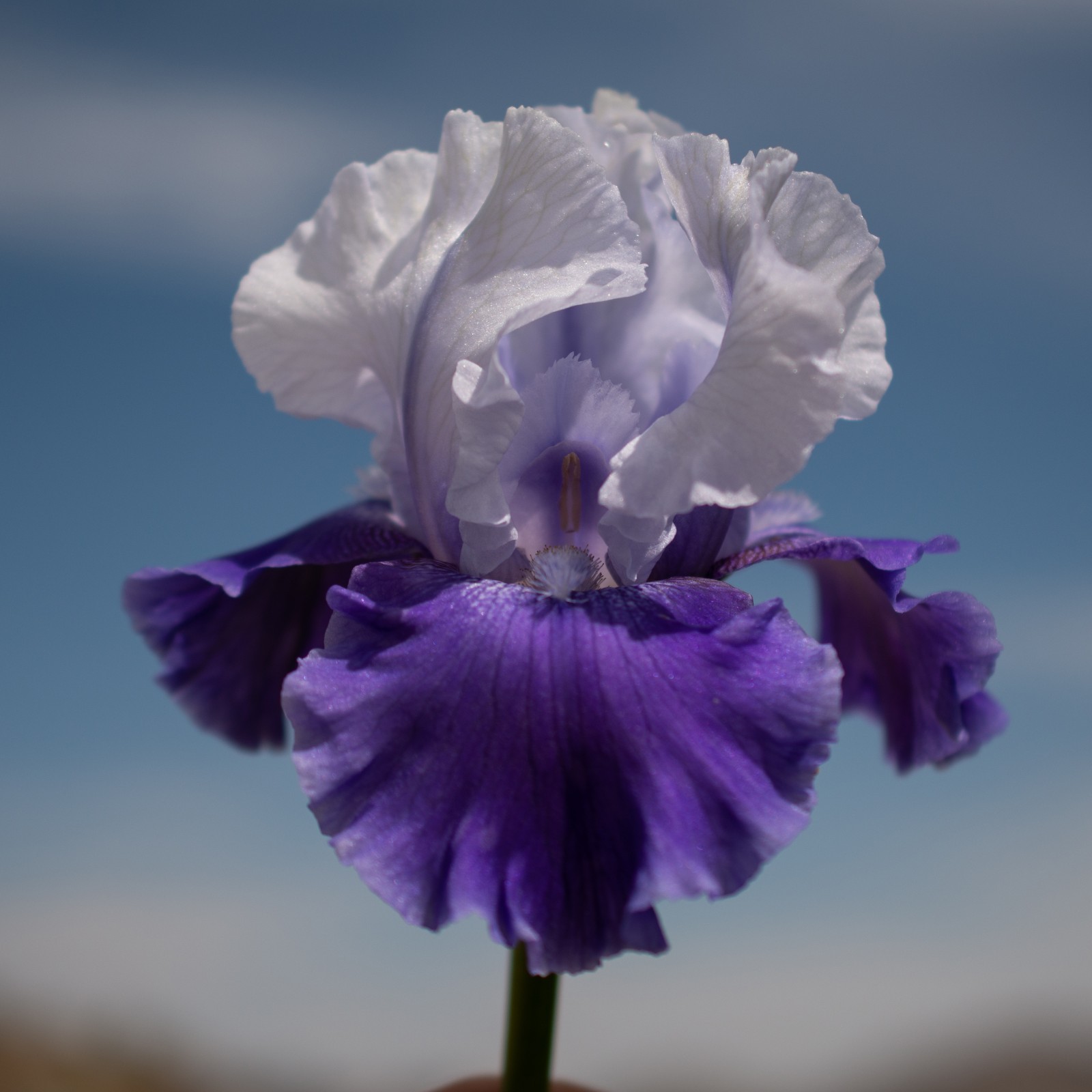 **Mariposa Skies** Tall Bearded Iris. Pre-Order, Combined Shipping: Jul – Sep