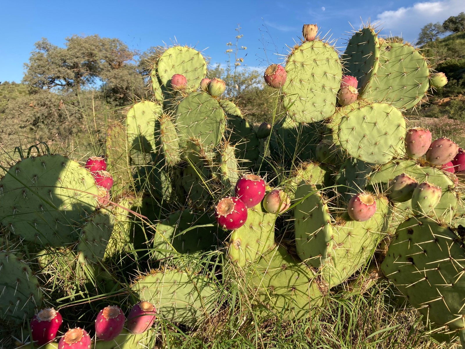 Opuntia phaeacantha Parjarito Mts. AZ Seeds, Prickly Pear Cactus Edible Plant