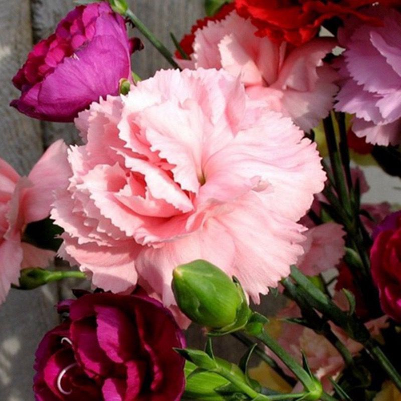 20 SEEDS CARNATION Dianthus Caryophyllus for germination flower exotic garden