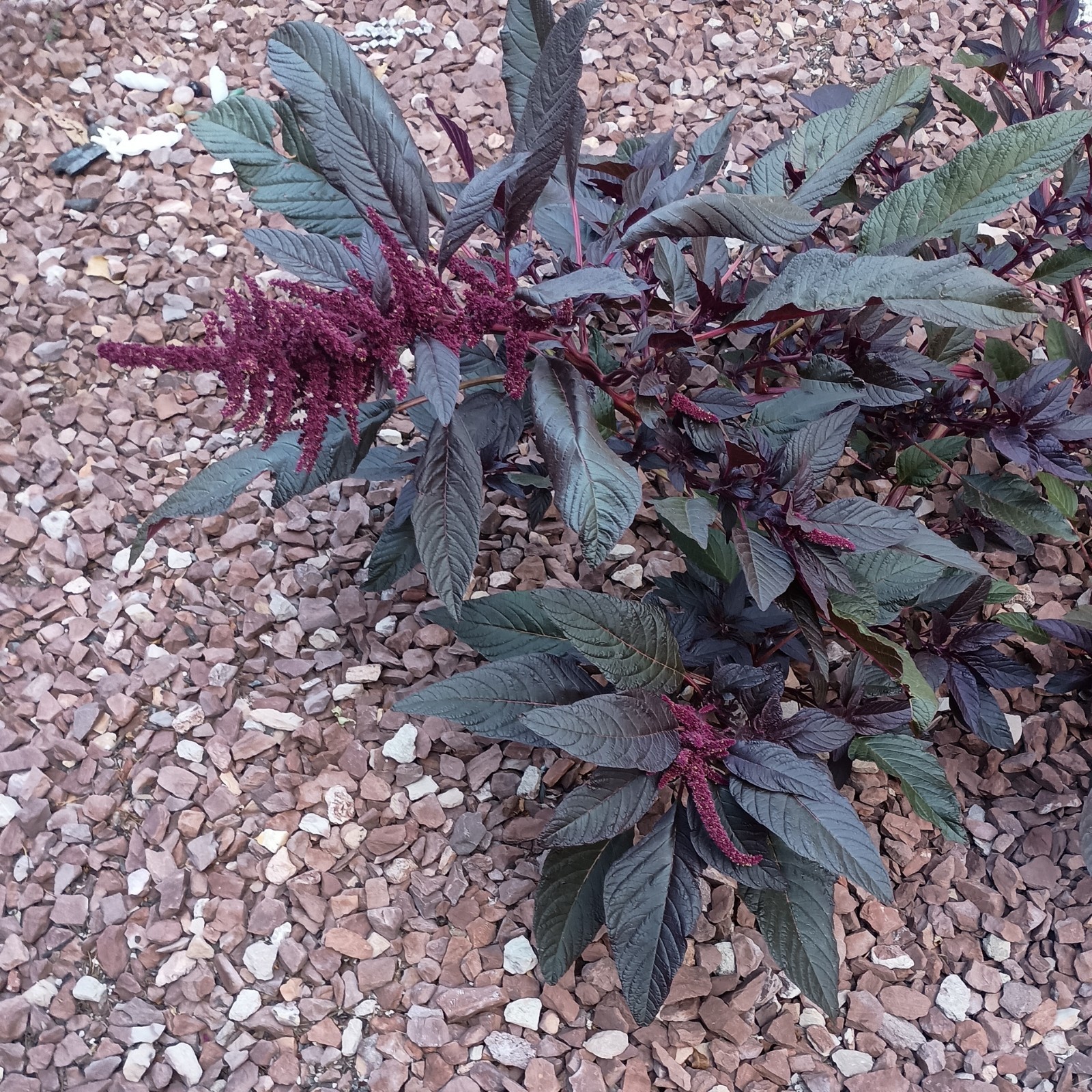 Amaranthus Cruentus, HOPI Natural Red Dye, AMARANTH Seed, 500+ Heirloom Seeds