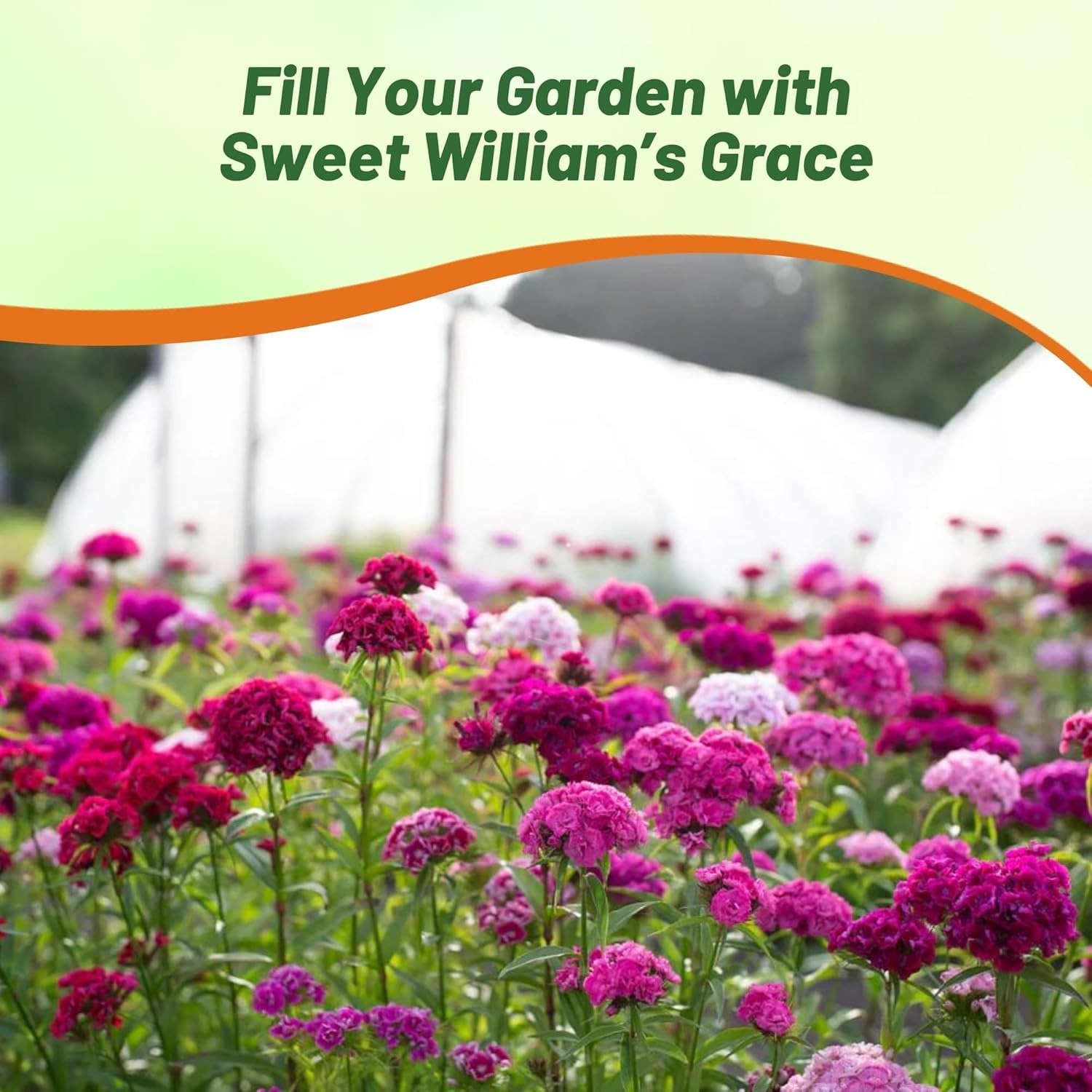 Sweet William Dianthus Seeds – 1/4 lb Fragrant Perennial Blooms for Pollinators