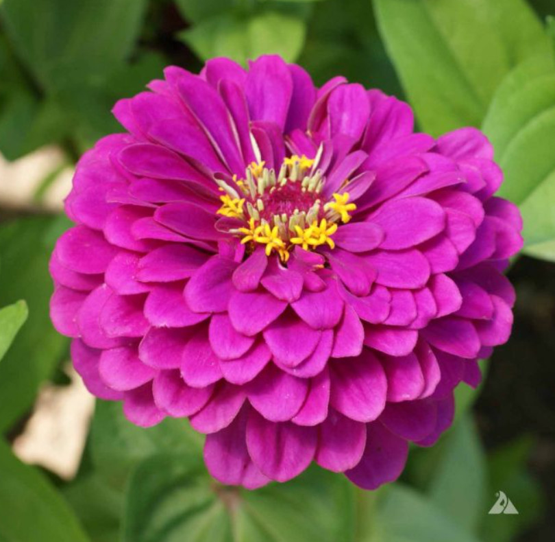 Zinnia JEWEL GARDEN Mix Magenta Violet Raspberry Scarlet Cut Flower 150 Seeds
