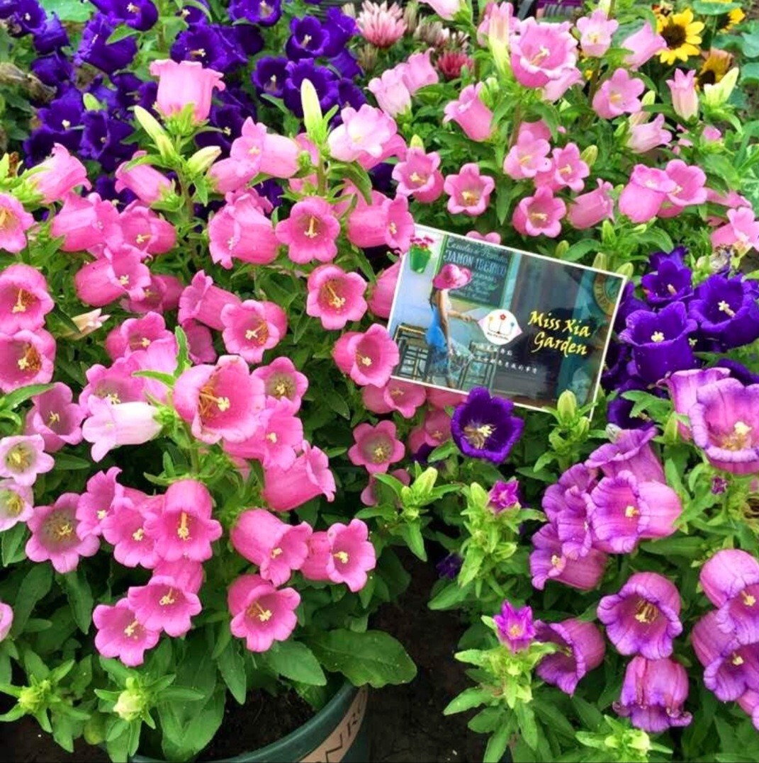 1200 Canterbury Bells Seeds, Campanula RainbowFragrant Deluxe Faerie Queen Pink