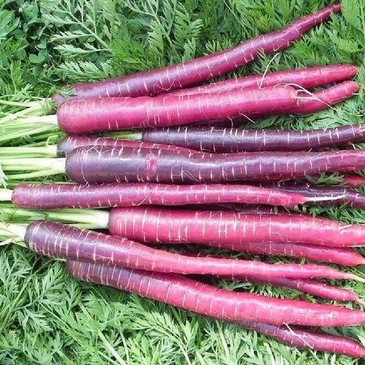 1000 Cosmic Purple Carrot Seeds Non-GMO USA Seller