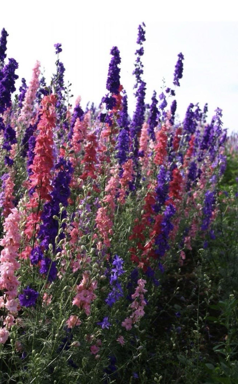 LARKSPUR SEEDS 200+ “ROCKET” MIX purple WHITE annual FLOWER garden BEAUTIFUL