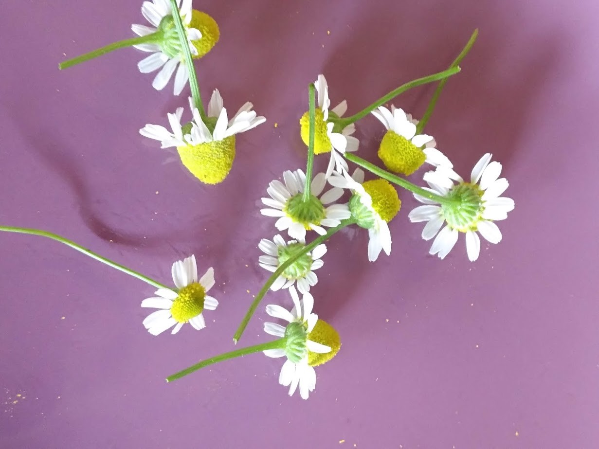 1000 Organic Common German Chamomile Herb Seeds Matricaria recutita for Tea