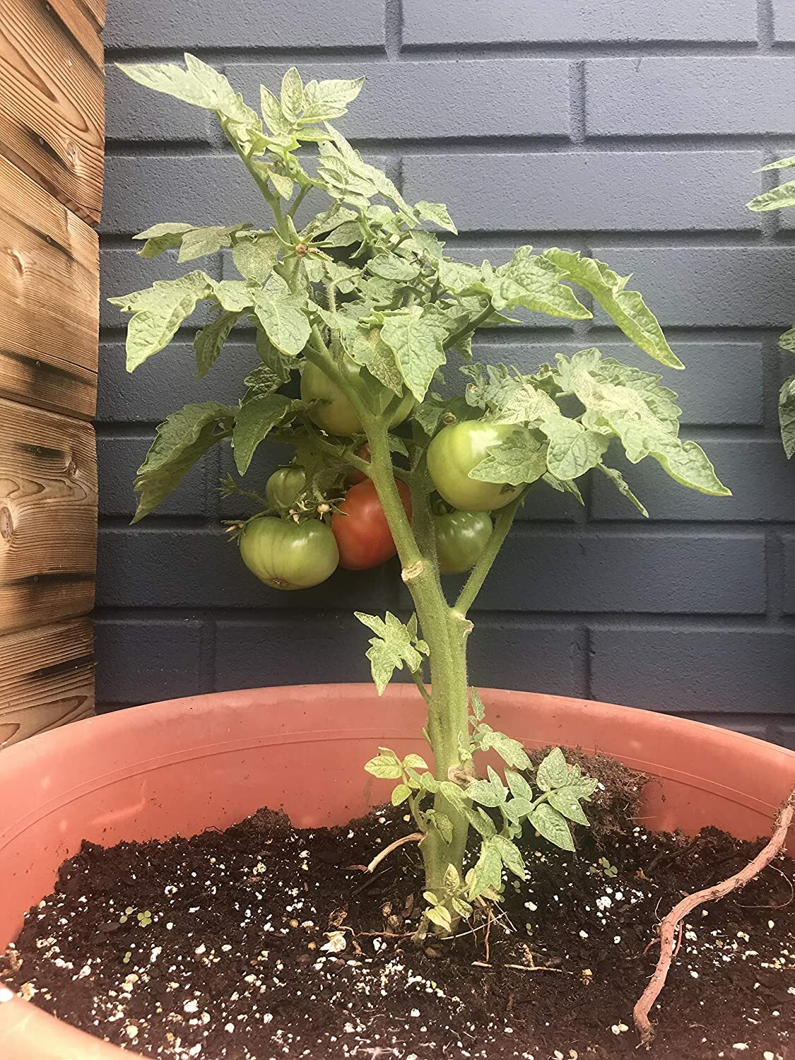 Wild Fred Heirloom Cherokee Purple Dwarf Tomato Premium Seed Packet