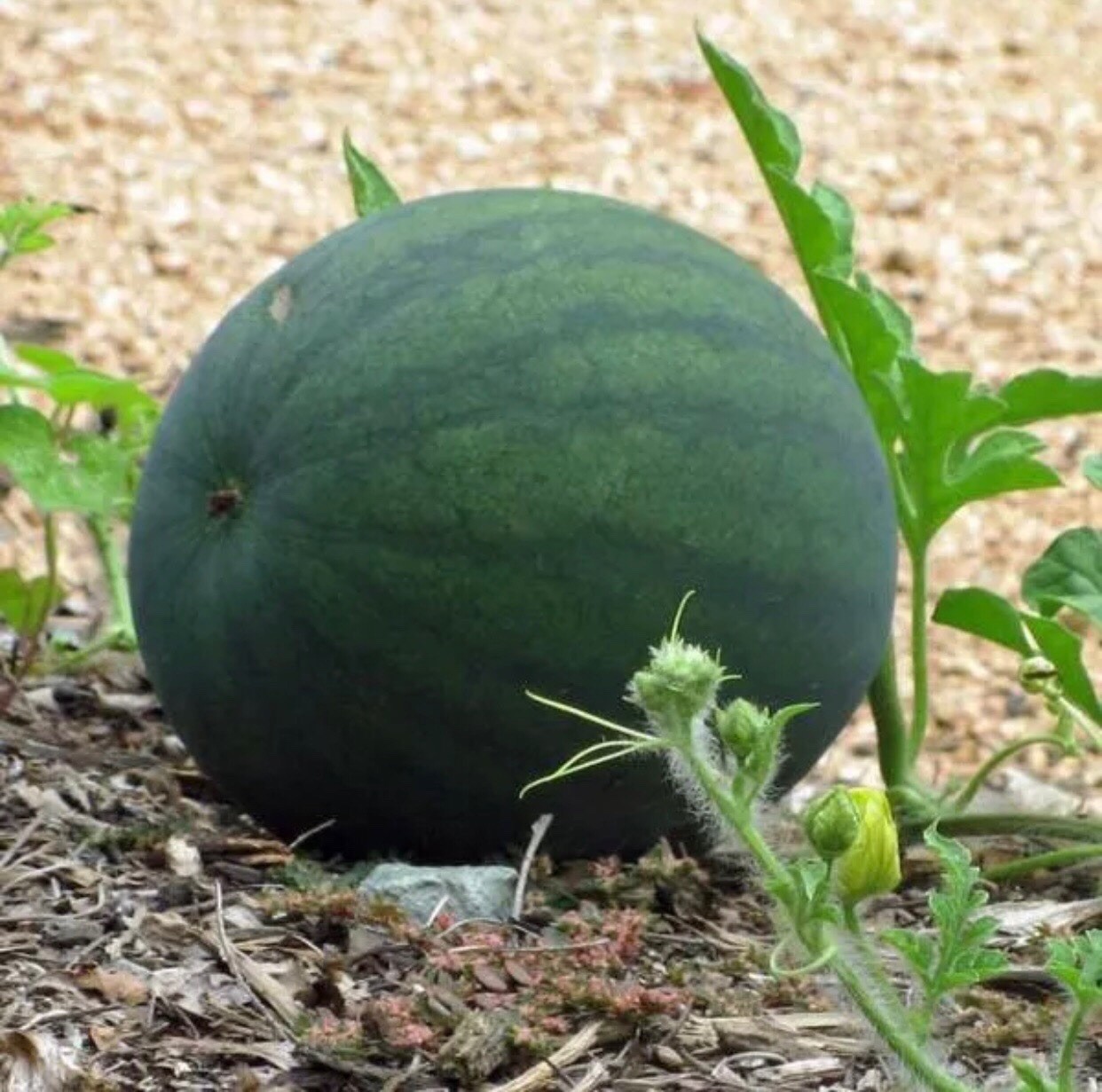 Watermelon – Sugar Baby Seeds | Heirloom | Non-GMO | 25+ Seeds