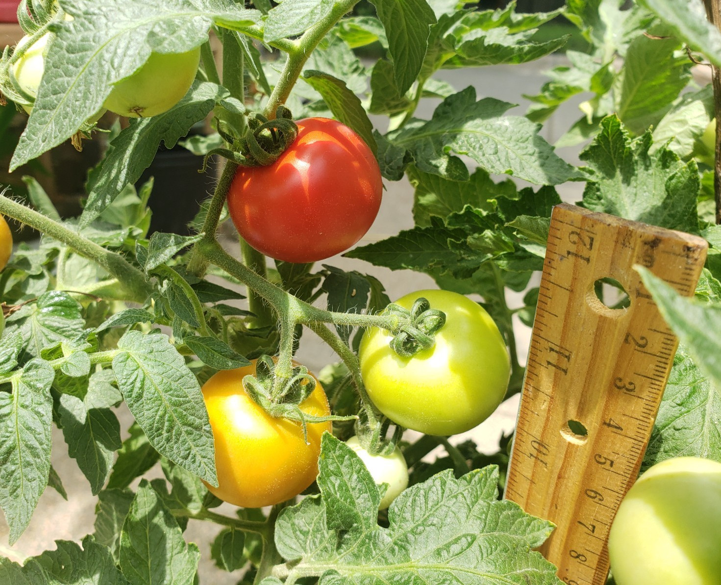 Tiny Totem Micro Dwarf Tomato (15 Seeds) – larger tomatoes for Micro!