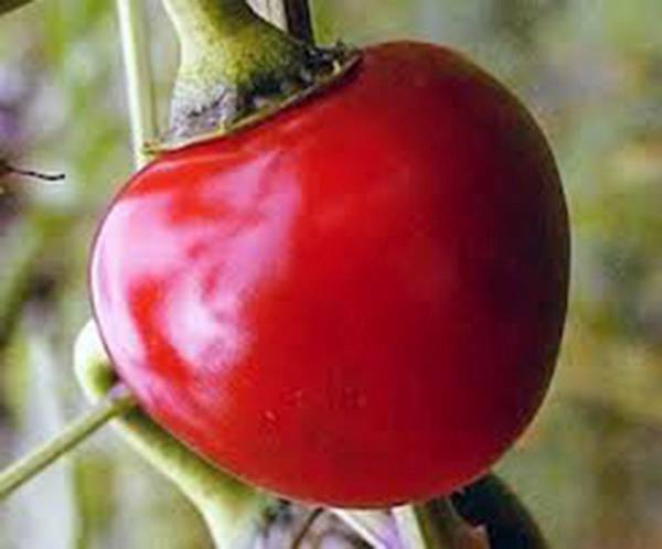 PEPPER SEED, LARGE HOT CHERRY, HEIRLOOM, NONGMO, 100 SEEDS, HOT PEPPER