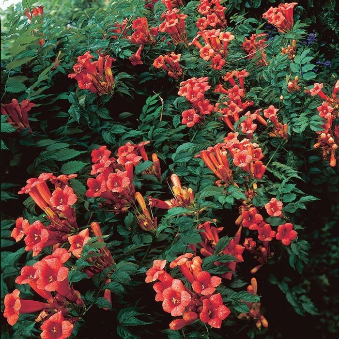 25 Perennial Red Trumpet Vine Seeds-Native Hummingbird Vine-Campsis radicans
