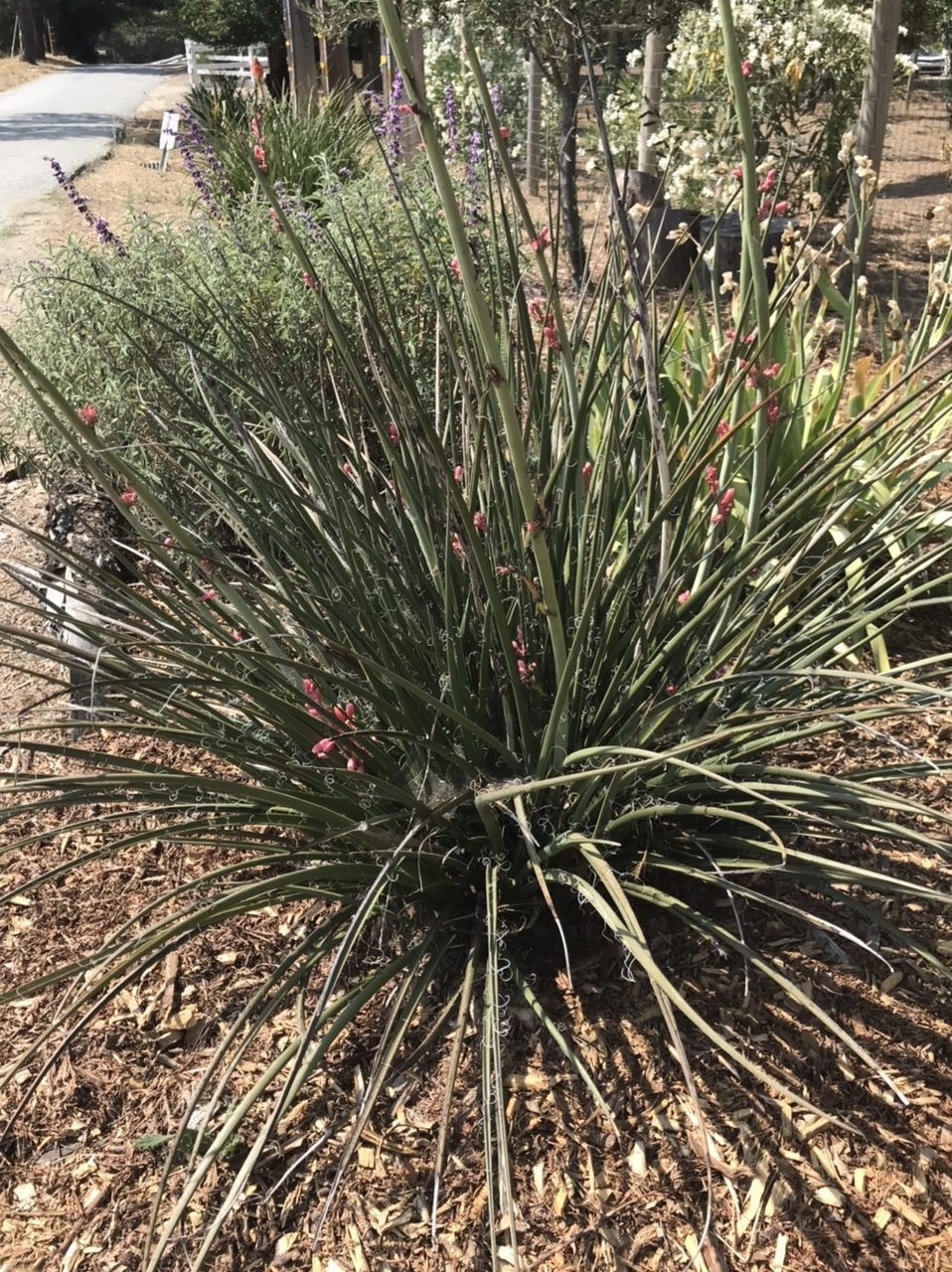 Hesperaloe Parviflora aka Red Yucca 8 Seeds Free Shipping!