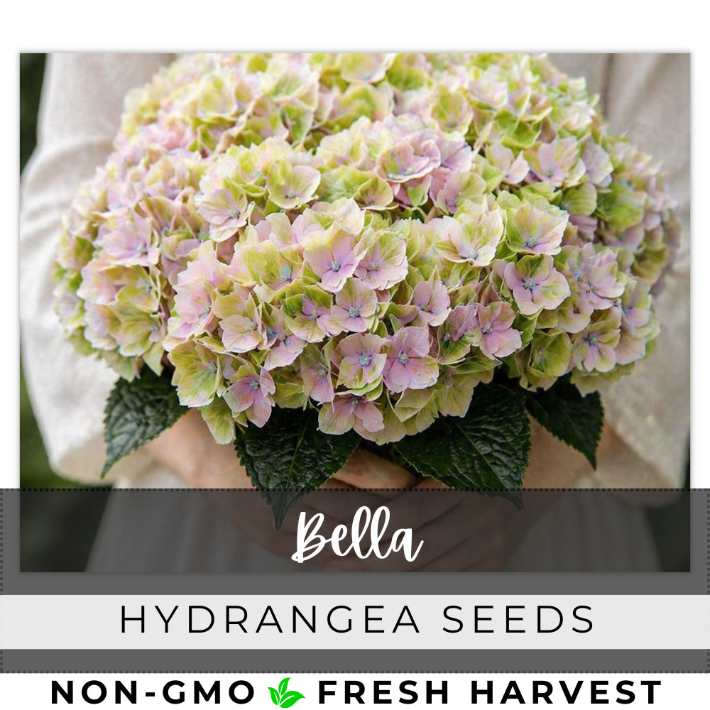 Bella Hydrangea Seeds 150 Seeds Flower, Flower Seeds, Non GMO