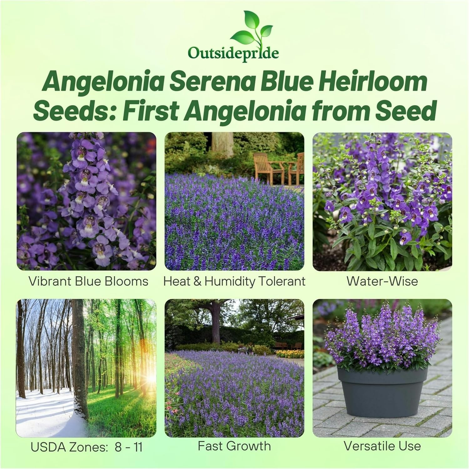 15 Seeds Angelonia Serena Blue – Angelonia Flower Seeds