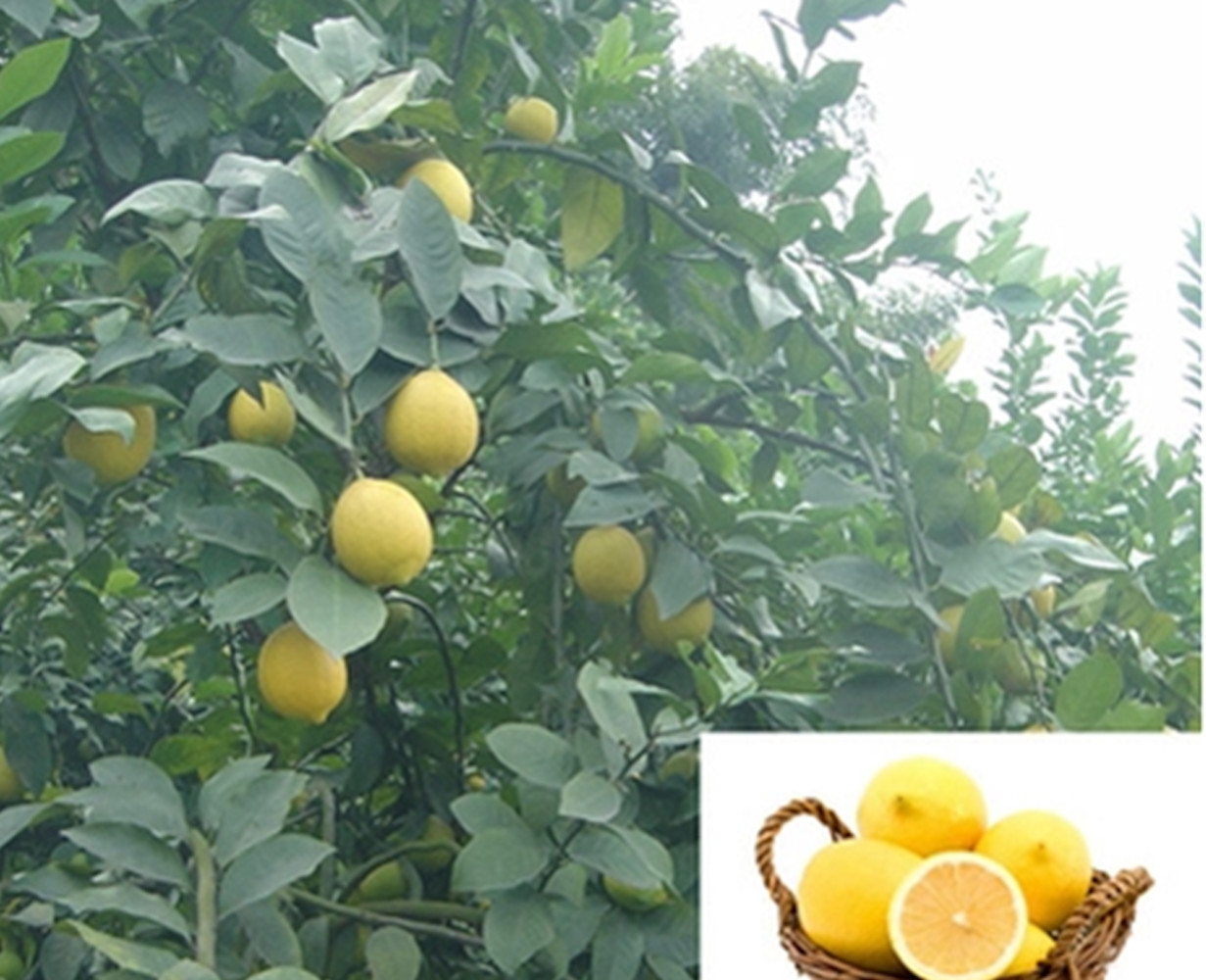 20 SEEDS for LEMON/LIME MIX citrus bush garden plant tree germination USA Seller