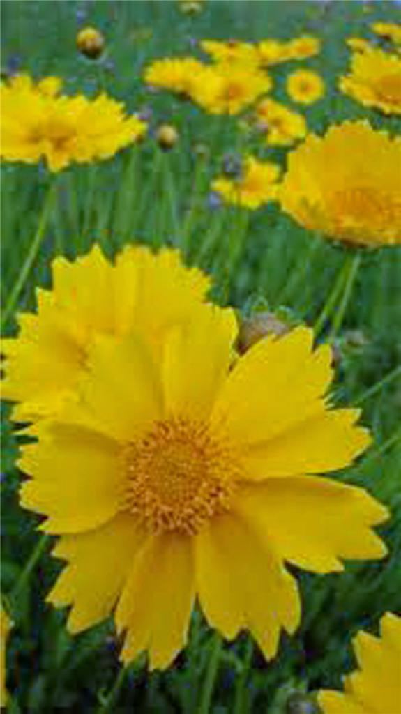 Coreopsis, Lanceleaf flower seed, 500 Seeds, Beautiful Golden-Yellow Blooms