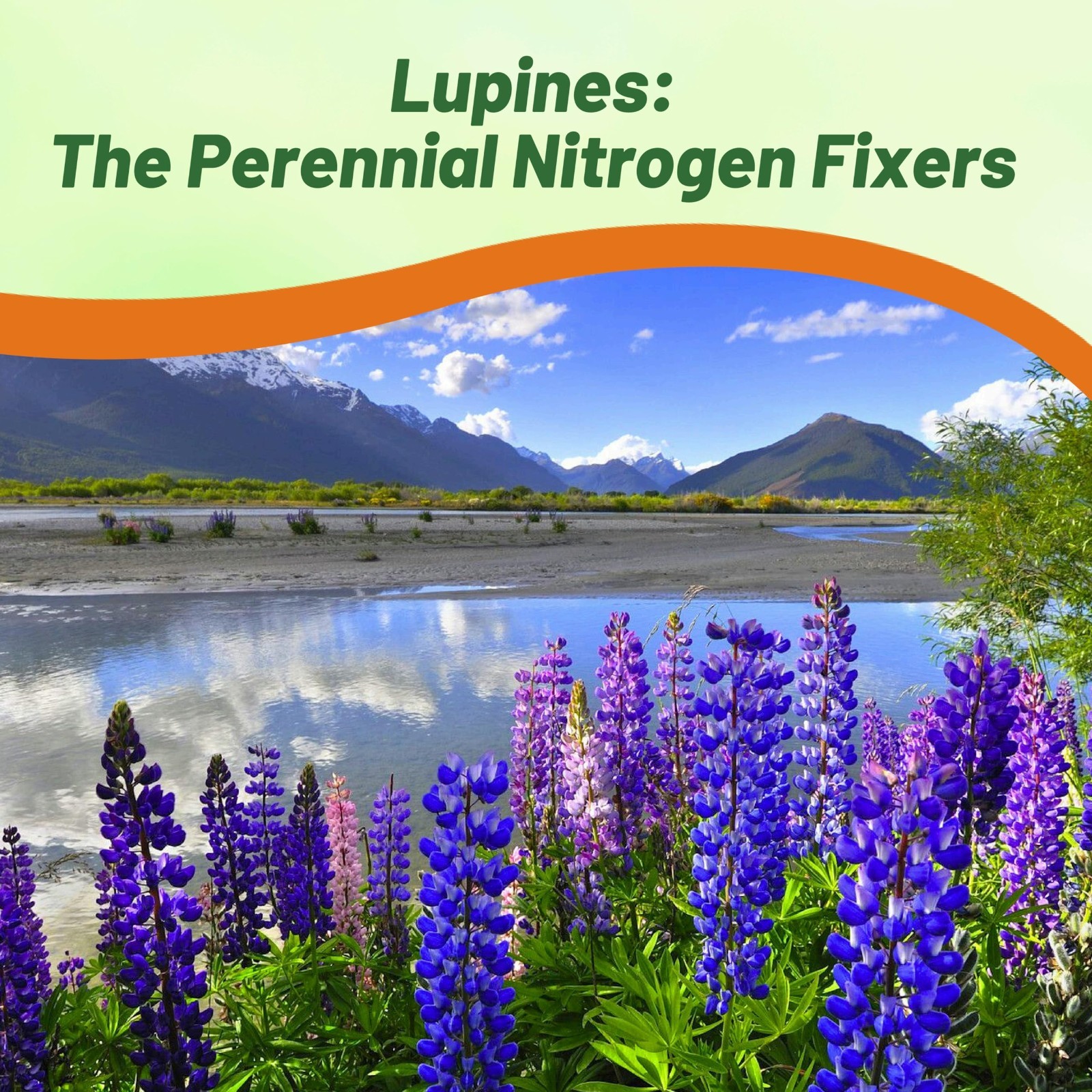 Wild Blue Perennial Lupine Seeds – 1/4 Lb, Self-Sowing, Cold Hardy Wildflower fo