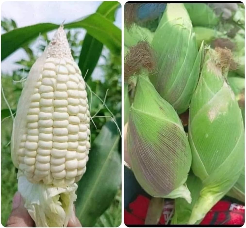 25+ BAP NEP NU SUA Round Shape Corn Seeds Waxy glutinous Corn Seeds Rare find Cu