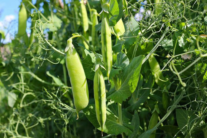 SUGAR SNAP PEAS 100 SEEDS 1oz 2024