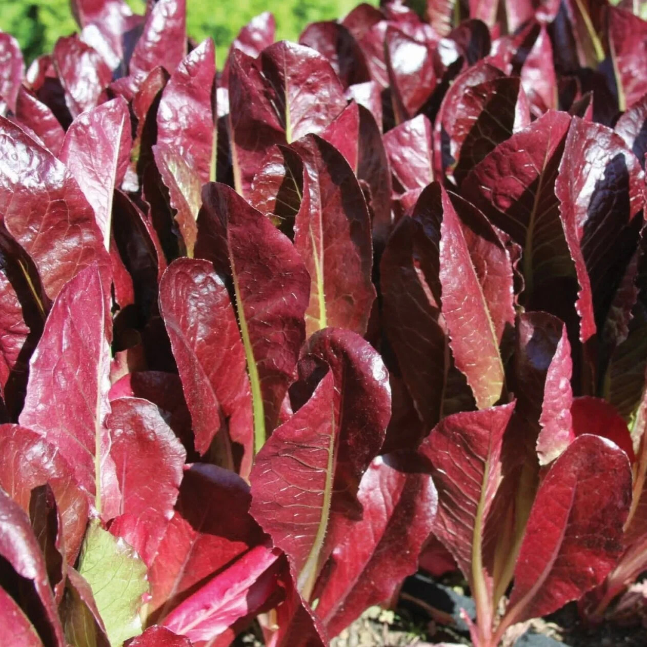 Red Romaine Lettuce Seeds (200) / ORGANIC / DELICIOUS / RARE / CEASAR SALAD