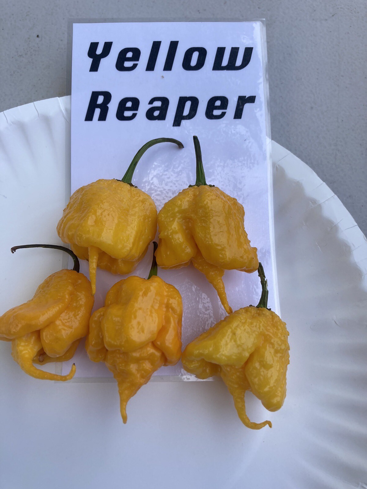 Yellow Reaper Hot Pepper Seeds 15+ Per Pack