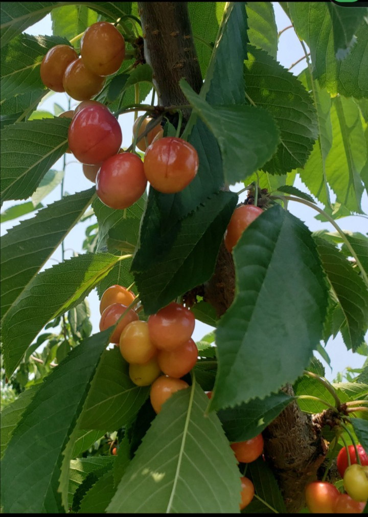 Sweet Organic Rainier Cherry – 5 Seeds Ready to Germinate-Edible Fruit Tree USA