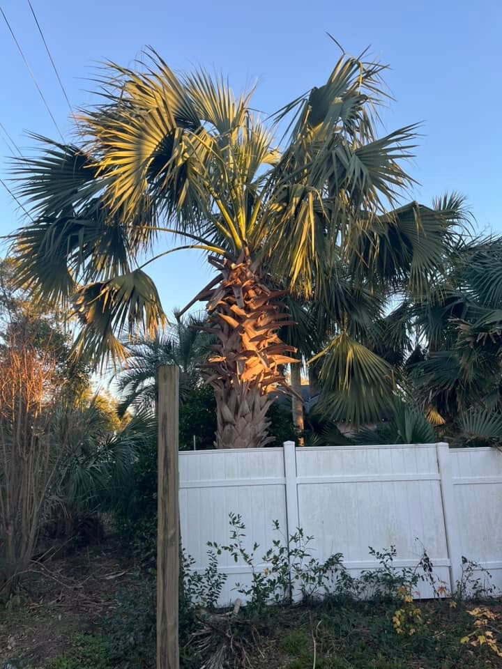 Sabal pumos (Royal Palmetto) Seeds! Very Rarely Offered!!!