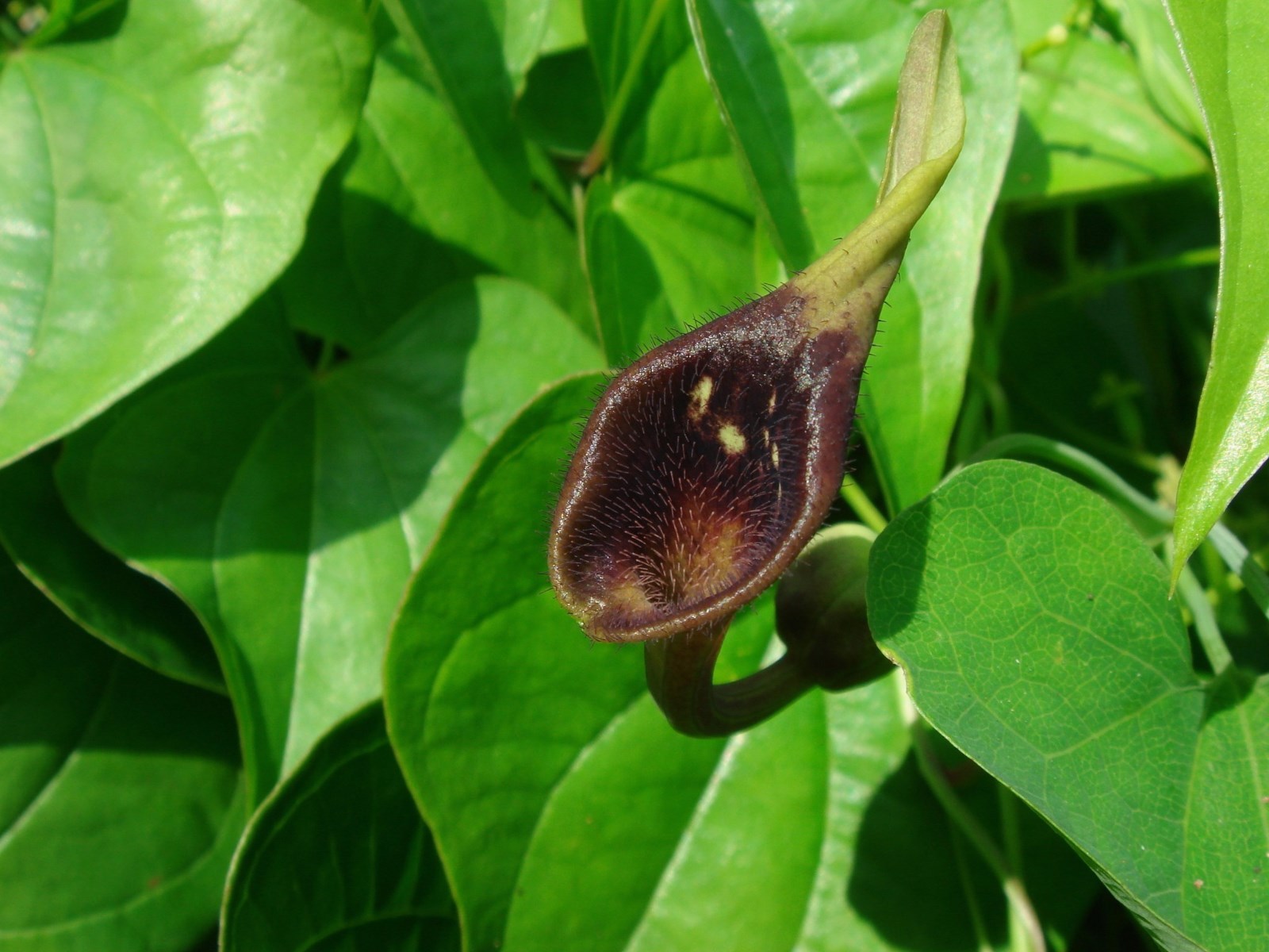Aristolochia debilis DUTCHMANS PIPE VINE Exotic SEEDS!