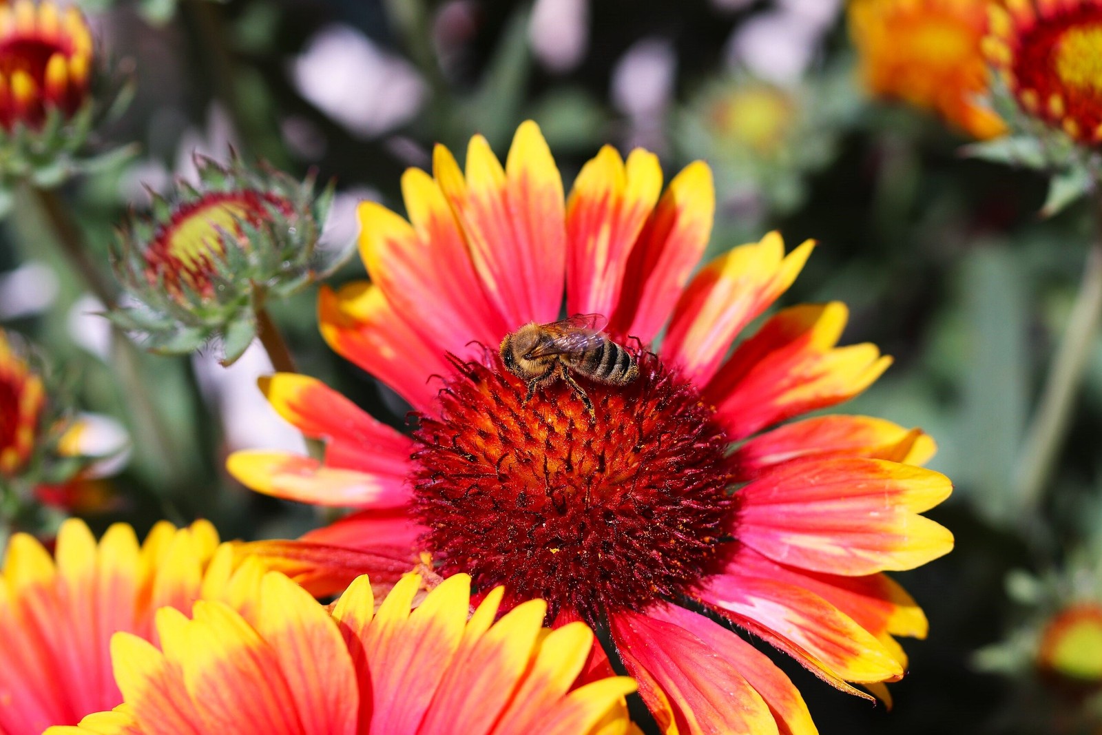 Perennial Blanket Flower Seeds – For 2025 Planting Gaillardia Aristata