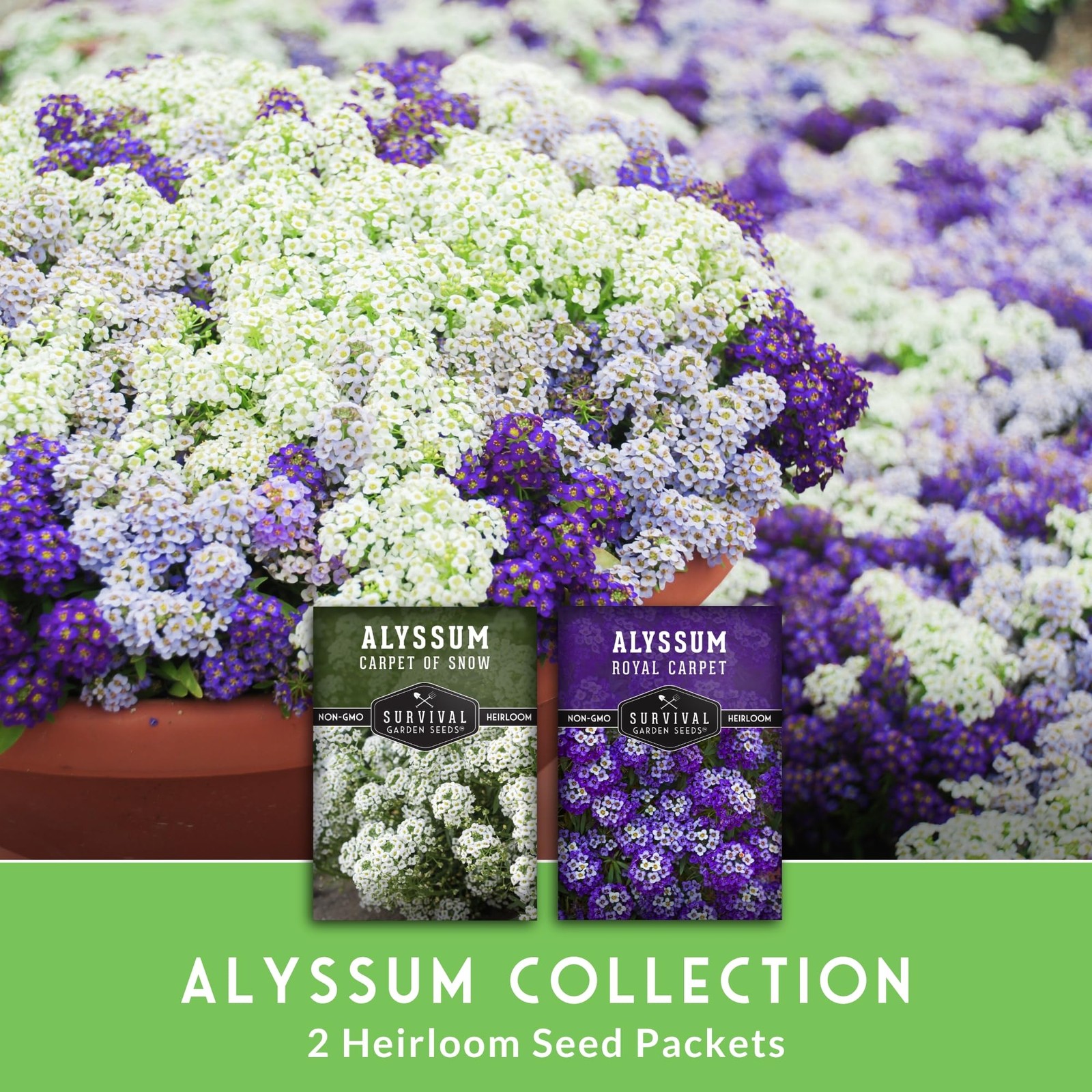 Alyssum Seeds for Planting – 2 Varieties | Purple Royal Carpet & White Carpet…