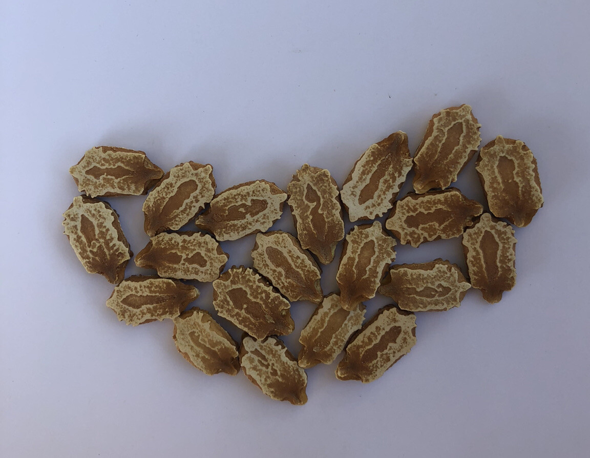 20pcs BitterMelon Seeds Fresh Harvested U.S. Seller