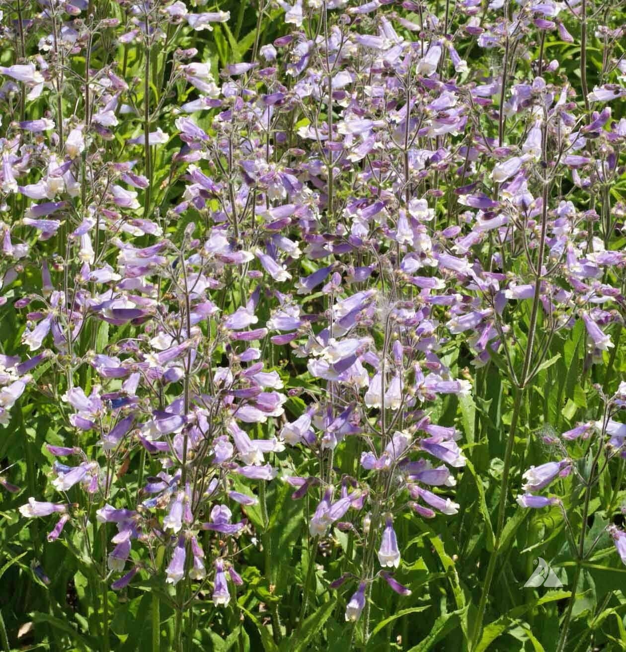 Penstemon HAIRY BEARDTONGUE Perennial PURPLE USA Hummingbirds Non-GMO 1000 Seeds