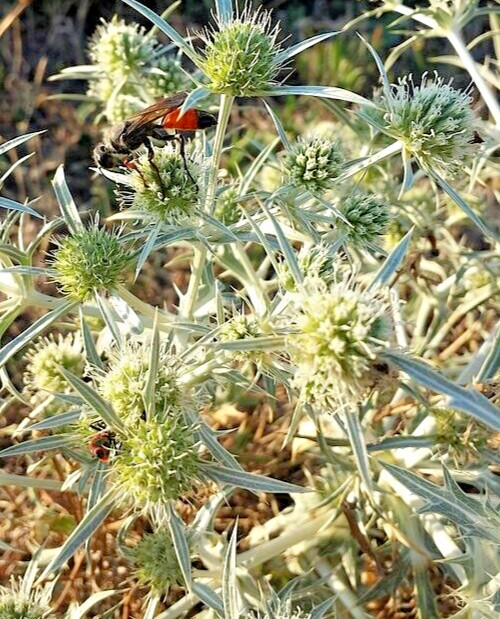 WHITE SEA HOLLY 100 SEEDS, ERYNGIUM, WHITE FLOWERS, mariesgreengarden