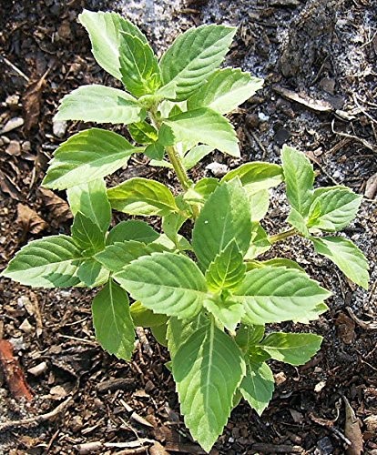 100 Indian Rama Tulsi Holy Sacred Basil Seeds Green Leaf Heirloom Non-GMO Tul…
