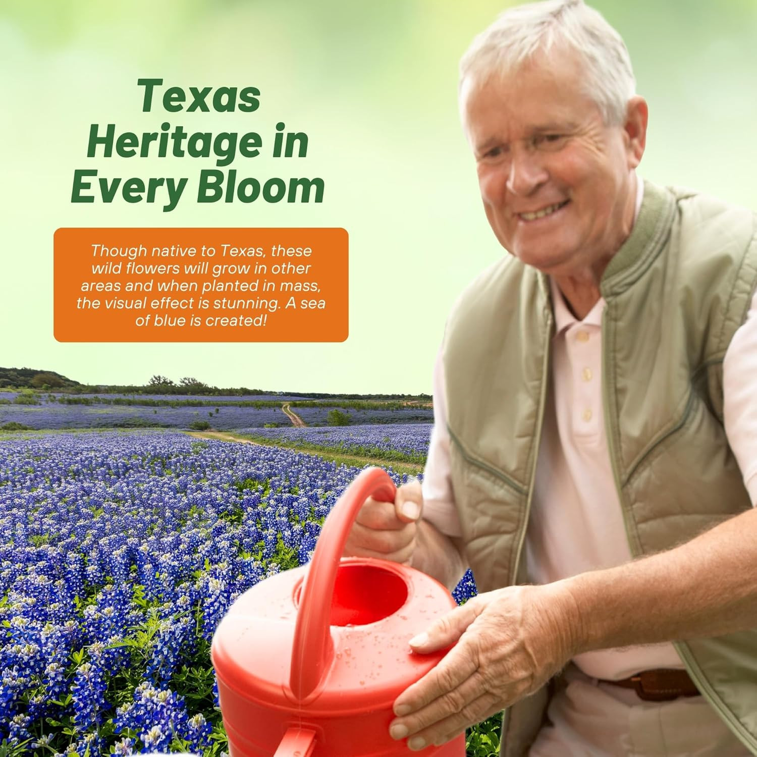 Texas Bluebonnet Seeds – 500 Pcs Annual Lupinus Texensis, Heirloom Quality, Drou
