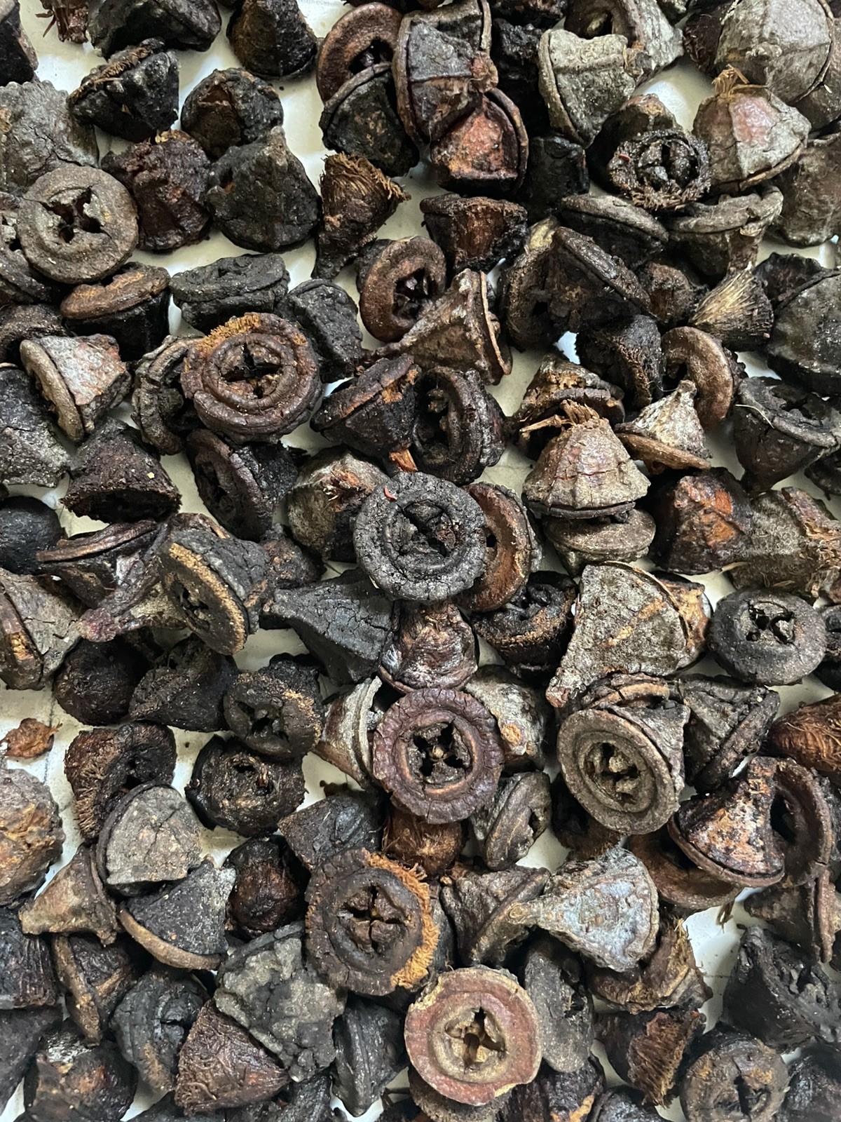 Eucalyptus Seed Pods 1/2 lb