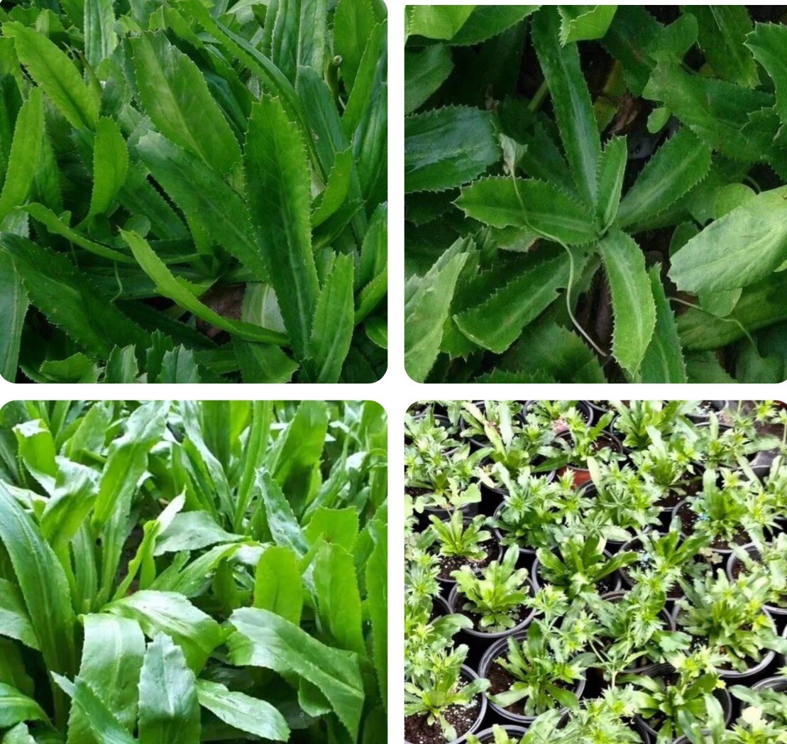 500+ Seeds CULANTRO Mexican Coriander, Ngò Gai, Recao, Chadon Beni, B2G1Free
