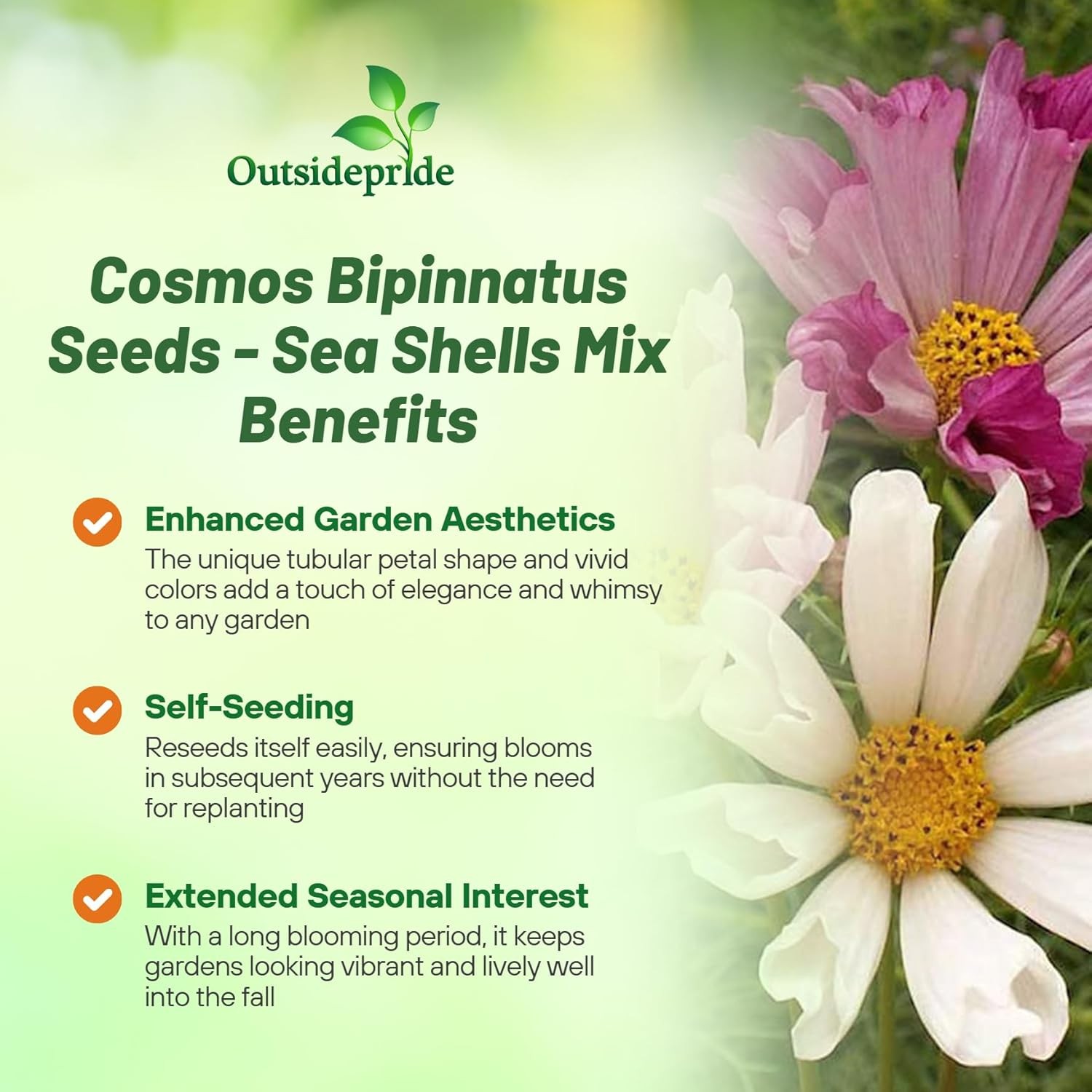 500 Seeds Drought Tolerant Cosmos Bipinnatus Sea Shells Garden Flower Seed MIx