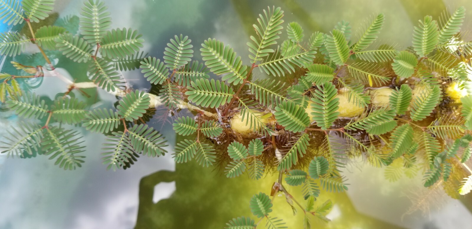 Rau nhut, water mimosa (7″ plant), NO SHIP TO CALIFORNIA