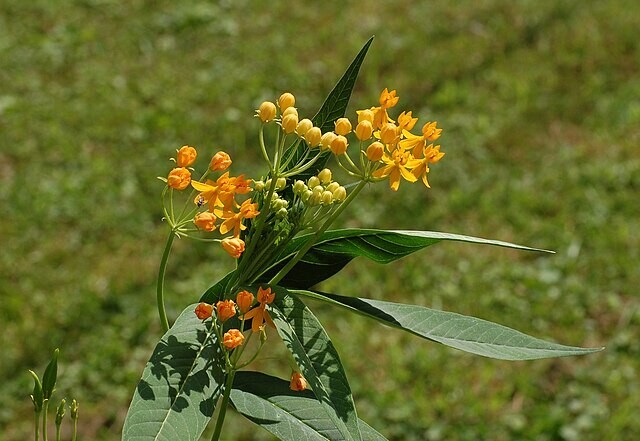 Asclepias currasavica | Silky Gold | 10 Seeds