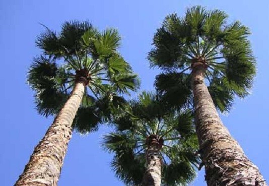 Washingtonia robusta Mexican Fan Palm 10 seeds